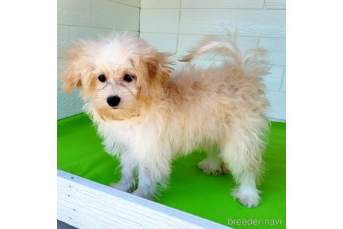 成約済の茨城県のミックス犬-261643の32枚目