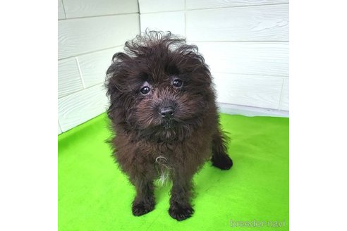 成約済の茨城県のミックス犬-261641の44枚目