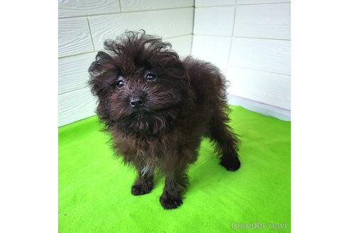 成約済の茨城県のミックス犬-261641の43枚目