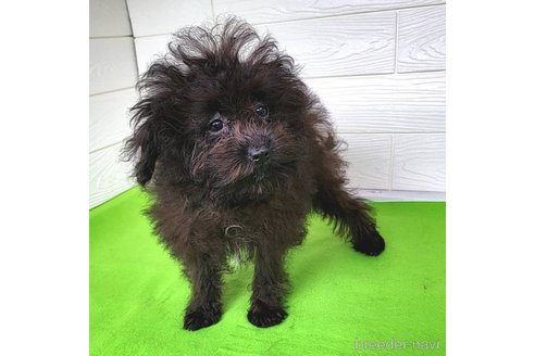 成約済の茨城県のミックス犬-261641の42枚目