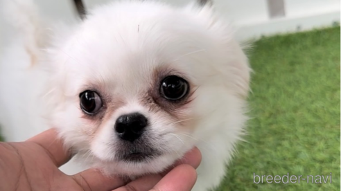 成約済の福岡県のミックス犬-263587の10枚目