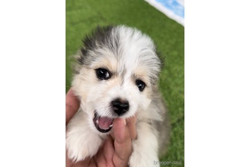 成約済の福岡県のチワマル:チワワ×マルチーズ-268564の4枚目