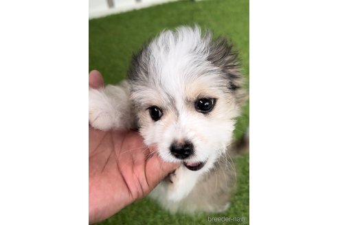 成約済の福岡県のチワマル:チワワ×マルチーズ-268564の5枚目