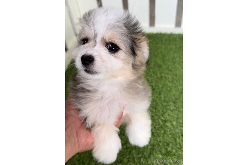 成約済の福岡県のチワマル:チワワ×マルチーズ-268564の2枚目