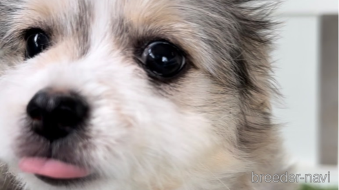 成約済の福岡県のチワマル:チワワ×マルチーズ-268564の1枚目