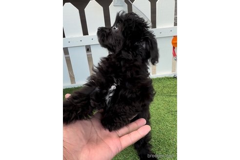 成約済の福岡県のチワプー:チワワ×トイプードル-266452の2枚目