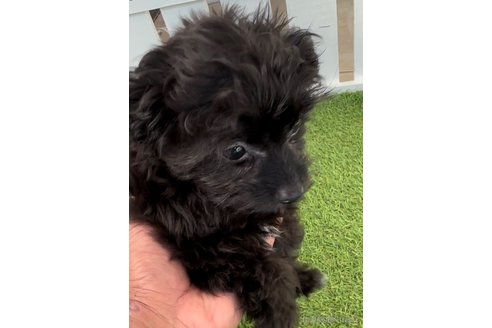 成約済の福岡県のチワプー:チワワ×トイプードル-266452の3枚目