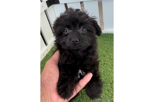 成約済の福岡県のチワプー:チワワ×トイプードル-266452の4枚目