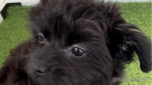 成約済の福岡県のチワプー:チワワ×トイプードル-266452の1枚目