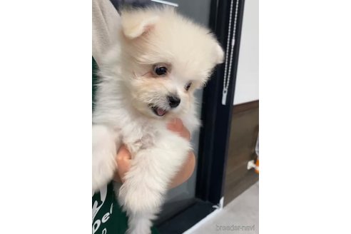 成約済の福岡県のポメマル:ポメラニアン×マルチーズ-274067の5枚目