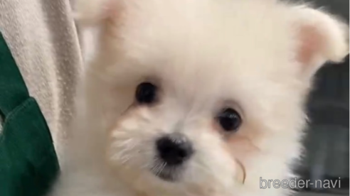 成約済の福岡県のポメマル:ポメラニアン×マルチーズ-274067の1枚目