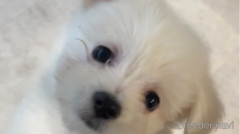 成約済の福岡県のポメマル:ポメラニアン×マルチーズ-274079の8枚目