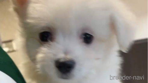 成約済の福岡県のポメマル:ポメラニアン×マルチーズ-274079の7枚目