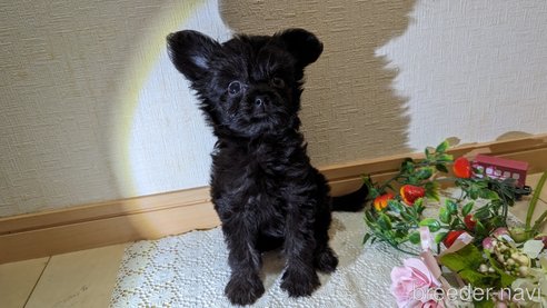 成約済の広島県のチワプー:チワワ×トイプードル-271213の208枚目