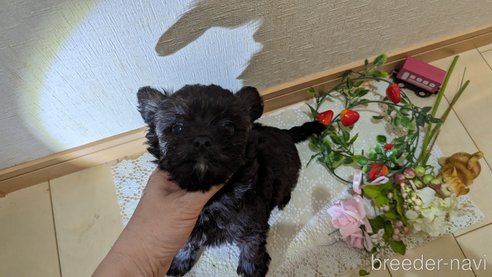 成約済の広島県のチワプー:チワワ×トイプードル-271215の163枚目