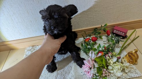 成約済の広島県のチワプー:チワワ×トイプードル-271215の152枚目