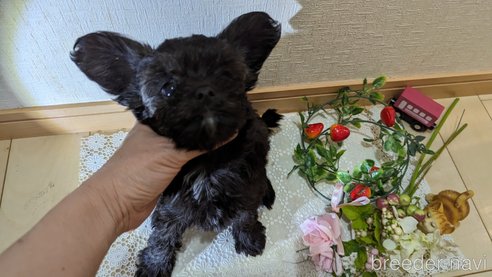 成約済の広島県のチワプー:チワワ×トイプードル-271215の151枚目