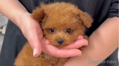 成約済の福岡県のティーカッププードル-269219