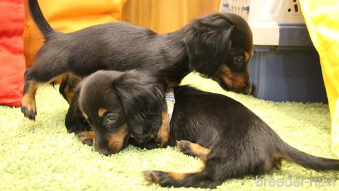 成約済の愛知県のカニンヘンダックスフンド(ロングヘアード)-266907の5枚目