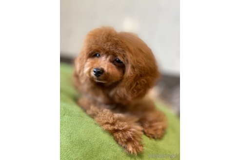 成約済の愛知県のティーカッププードル-253940の10枚目