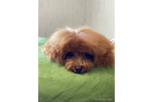 成約済の愛知県のティーカッププードル-253940の9枚目