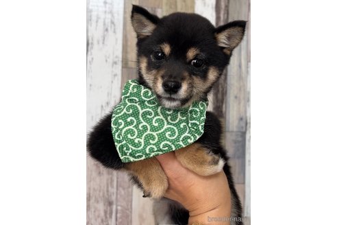 成約済の茨城県の豆柴-270225の1枚目