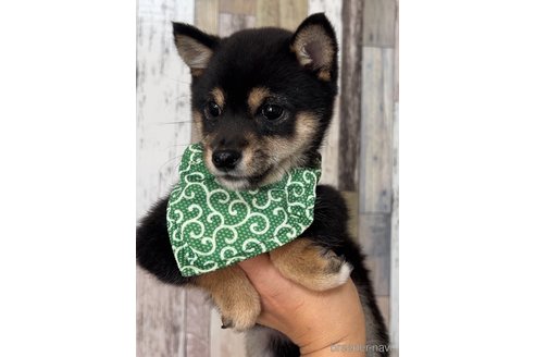 成約済の茨城県の豆柴-270225の2枚目