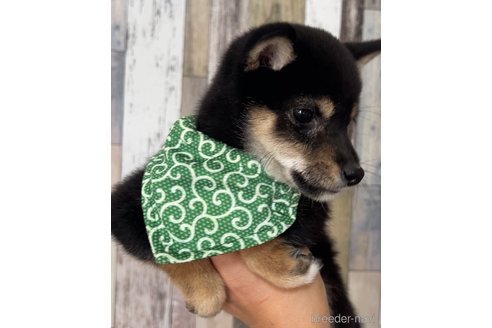 成約済の茨城県の豆柴-270225の4枚目