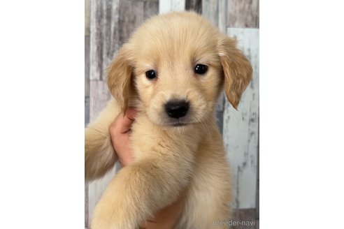 ゴールデンレトリーバーの子犬を探す｜ブリーダーナビ
