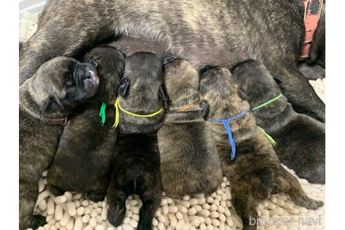 成約済の広島県のフレンチブルドッグ-276768の2枚目