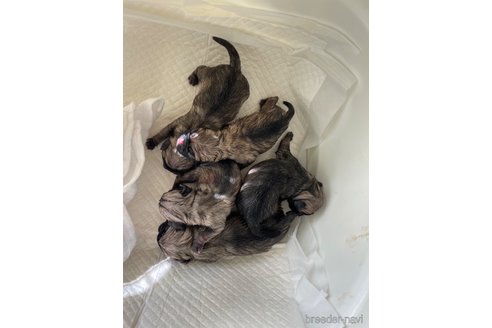 成約済の滋賀県のパグ-276787の6枚目