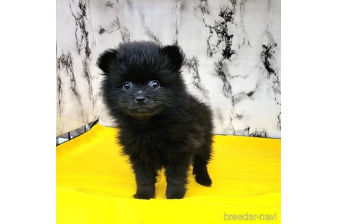 成約済の茨城県のポメラニアン-276790の4枚目