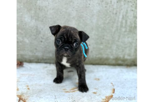 成約済の山梨県のミックス犬-271633の10枚目