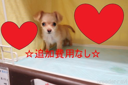 成約済の東京都のミックス犬-272255