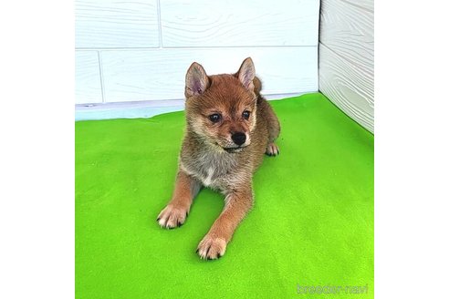 成約済の茨城県のミックス犬-271695の14枚目