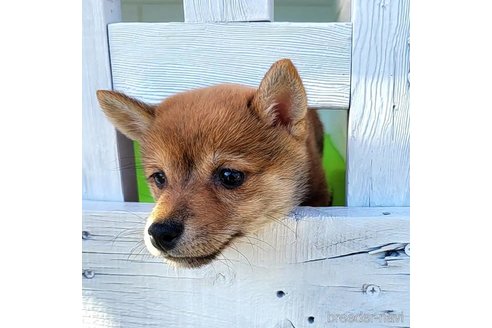成約済の茨城県のミックス犬-271695の13枚目