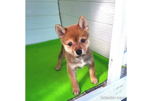 成約済の茨城県のミックス犬-271695の10枚目