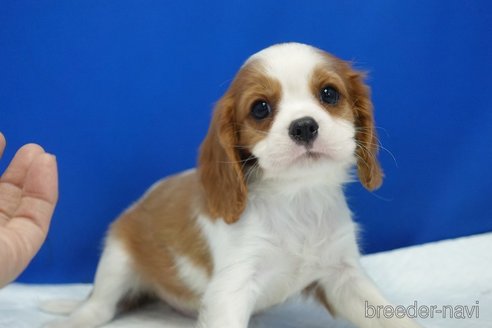 成約済の愛知県のキャバリアキングチャールズスパニエル-273260の2枚目