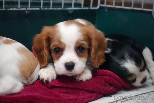 成約済の愛知県のキャバリアキングチャールズスパニエル-273260の5枚目