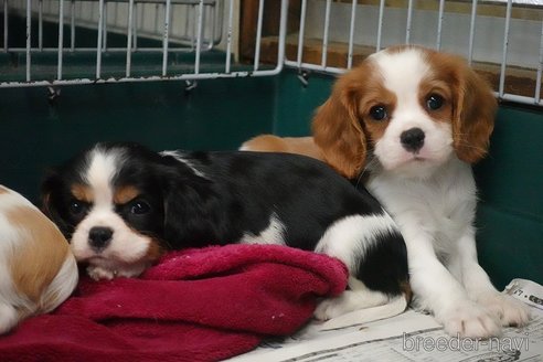 成約済の愛知県のキャバリアキングチャールズスパニエル-273260の6枚目