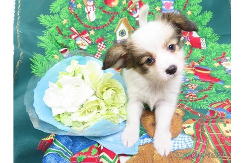 成約済の千葉県のパピヨン-275875の10枚目