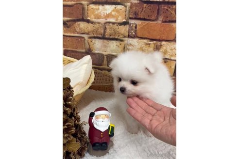 成約済の福岡県のポメラニアン-276889の9枚目