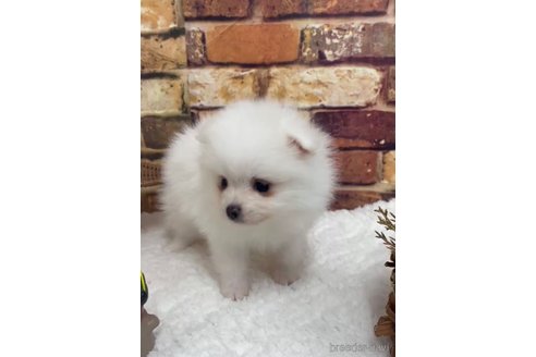 成約済の福岡県のポメラニアン-276889の10枚目