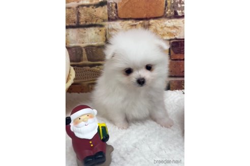 成約済の福岡県のポメラニアン-276889の7枚目