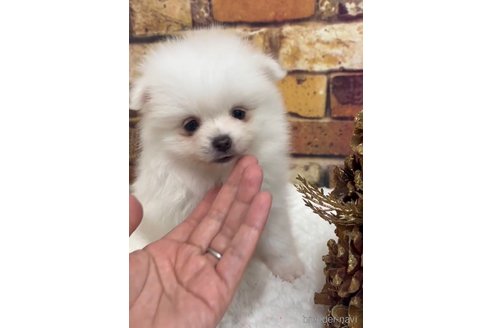 成約済の福岡県のポメラニアン-276889の8枚目