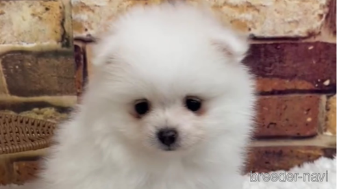 成約済の福岡県のポメラニアン-276889の6枚目