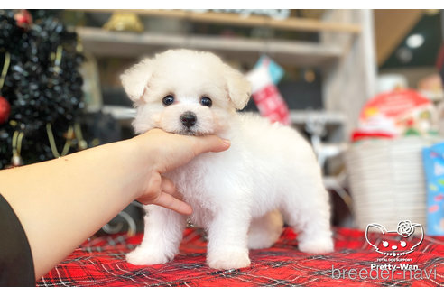 成約済の愛知県のビションフリーゼ-276890の3枚目