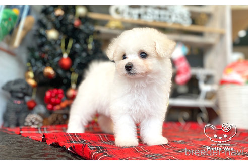 成約済の愛知県のビションフリーゼ-276890の4枚目