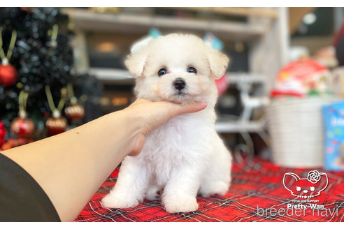 成約済の愛知県のビションフリーゼ-276890の5枚目