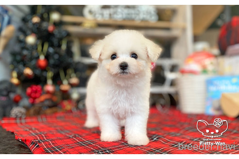 成約済の愛知県のビションフリーゼ-276890の2枚目